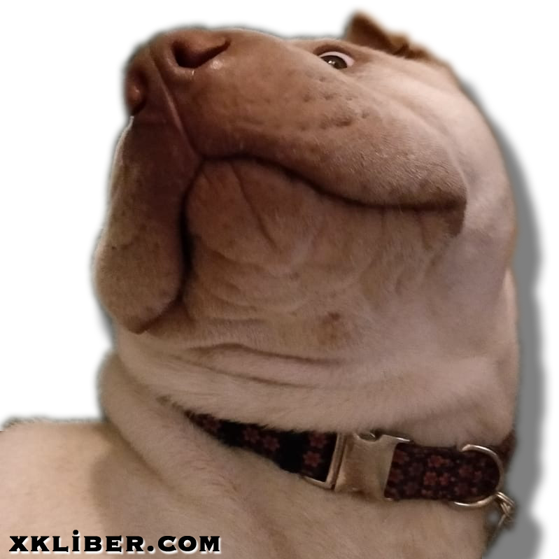 My little Shar Peï dog, Milo, in a funny "WTF" posture and face